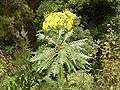 Sonchus palmensis (Barlovento) 04.jpg