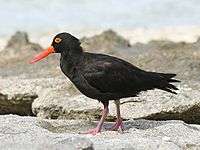 Sooty oystercatcher standing on rocks