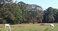 Two white horses in a field which is surrounded by trees and a split-rail fence.