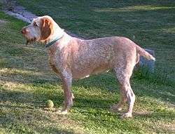 Brown roan with brown markings.