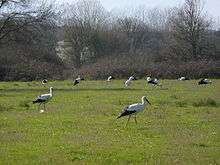 Several black and white birds with long red legs and long red beaks walk in a green grassy area.