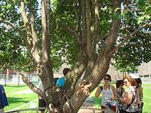 Damaged, wired, fenced-in tree in leaf, surrounded by spectators