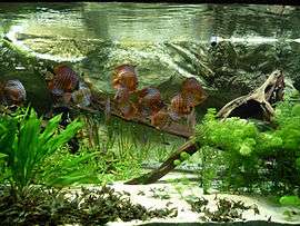 Underwater scene, with white sand at bottom and a large piece of driftwood at the right. Various green plants grow in the sand, including a large plant with wavy leaves at the left. A shoal of blue and red striped fish swims around.