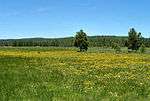 A meadow with wildflowers.