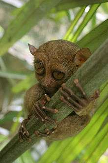 Tarsier-GG.jpg