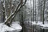River in a woodland in winter