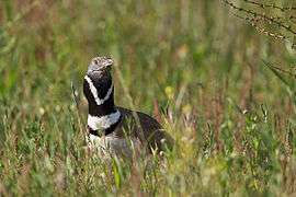 View of the bustard bird on the ground, neck and head emerging from the vegetation