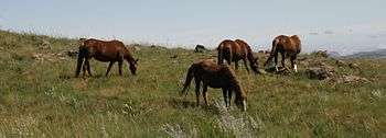 Wild Horses