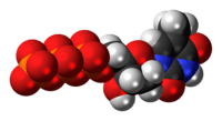 Space-filling model of the thymidine triphosphate molecule, 4- negative charge