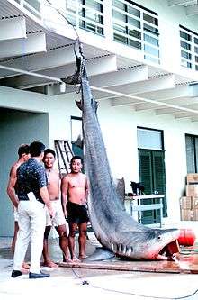 Photo of shark hung by its tail on the shore