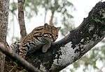 An ocelot lying on a tree branch.