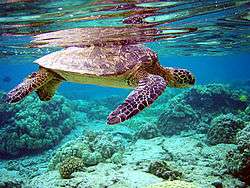 A sea turtle being reflected in the water surface above