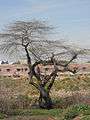 Tree in autumn.jpg