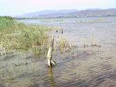 Tree remains on Trasimeno's shores.