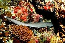 Photo of a whitetip reef shark resting amongst many brightly colored corals, its head concealed in a cave