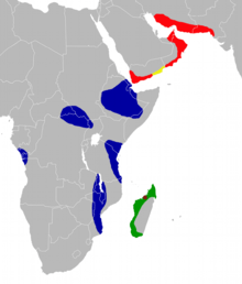 Species of Triaenops occur in isolated regions in Africa, the southern Arabian Peninsula, and southern Iran to southern Pakistan.