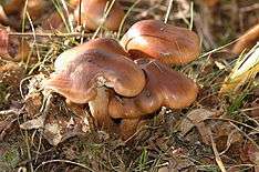 The cap of this mushroom is chestnut brown to red-brown