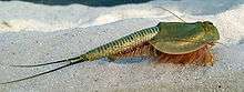 Tadpole shrimp facing left on desert sand