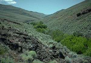 Dense green vegetation along a stream bank, with lighter-colored small bushes and grasses on slopes to the sides