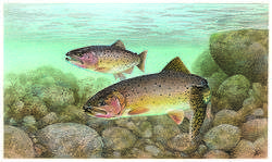 Drawing of two trout swimming