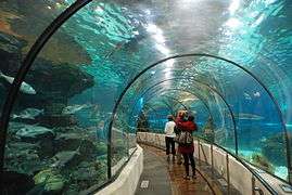 Photo - silhouettes of people in foreground. One large fish with many smaller fish in background.