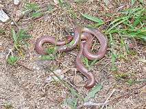 A blind snake, Typhlops vermicularis