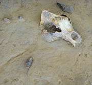 copy of Cave bear fossil from cave floor  ( Musée de Préhistoire,Tautavel)