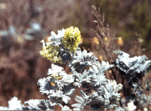 Ventura Marsh Milkvetch