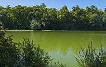 Milky greenish water with vegetation in the foregounds and trees at rear, the latter of which are reflected slightly in the water