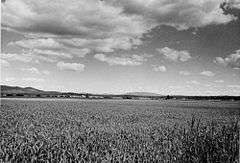 Weippe Prairie