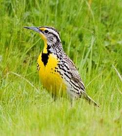 A bird with yellow underparts, a black "V" on the breast, and white flanks which are streaked with black