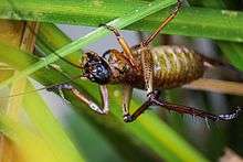 Auckland tree weta