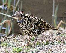 A large thrush on the ground, patterned with black, white and gold