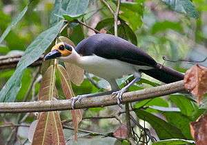 A long bird, with yellow and black on the head, a black back, and white underbelly, is perched on a bare branch in the low levels of a rain forest.