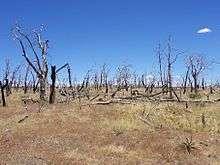 A color picture of some burned trees