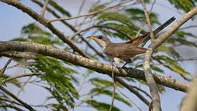 A Yellow-billed Cuckoo in the Sabal Palm Sanctuary