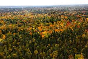 West Siberian taiga