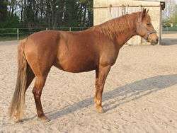 A chestnut Barb horse standing on a sandy lot