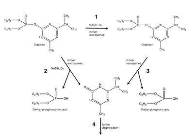 Mechnism for diazinon in vivo.