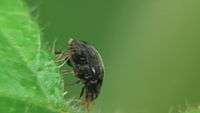 File:Scymnus sp - 2012-10-16.webm